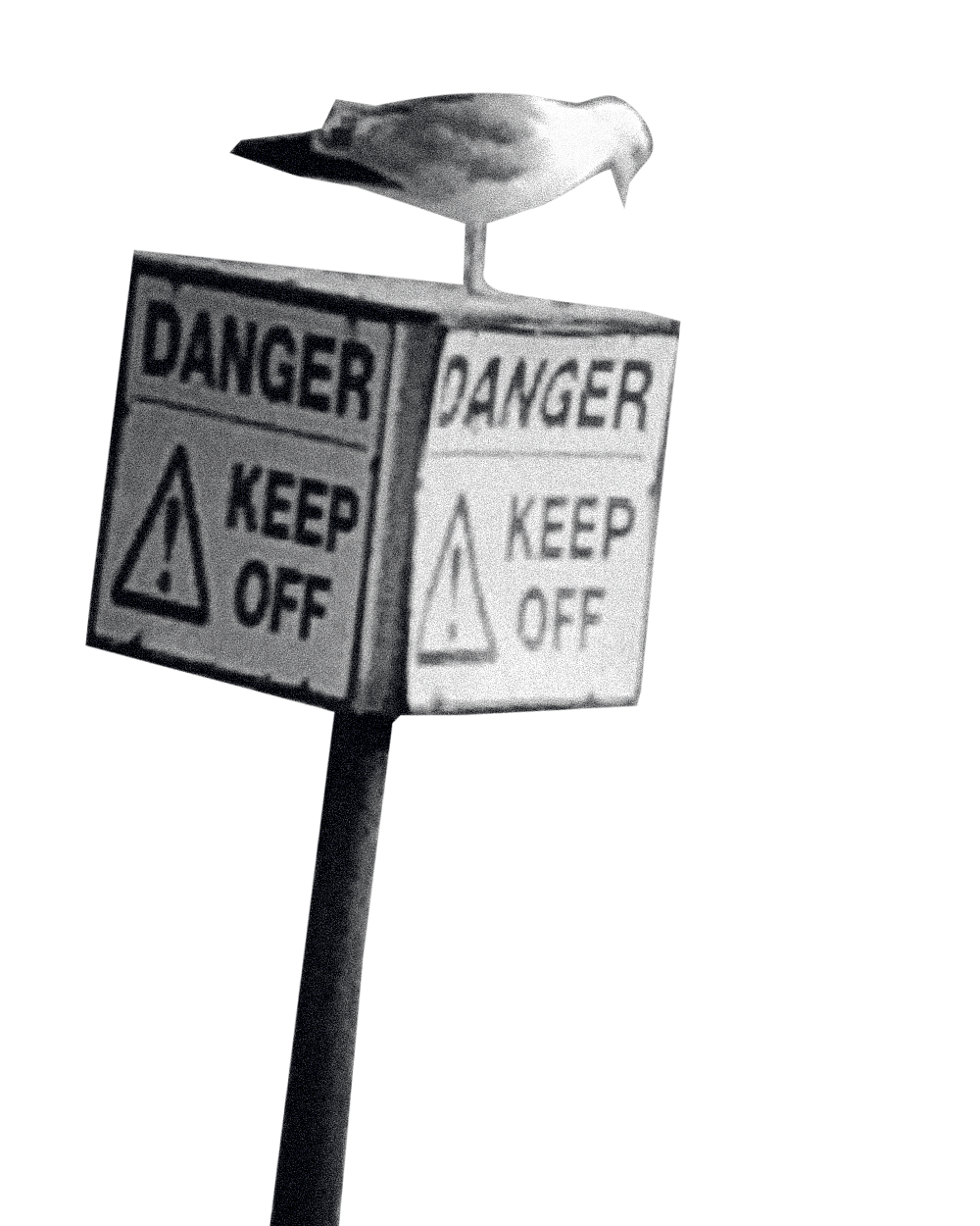 A seagull perched atop a Danger, Keep Off sign